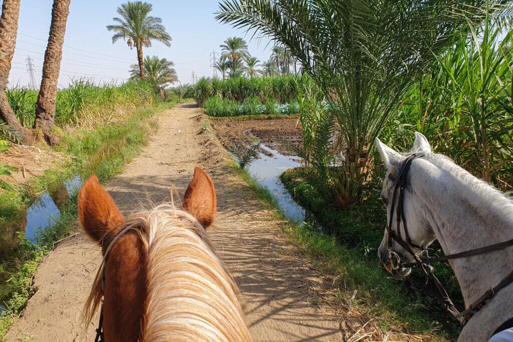 Egyptian countryside village path and farmland