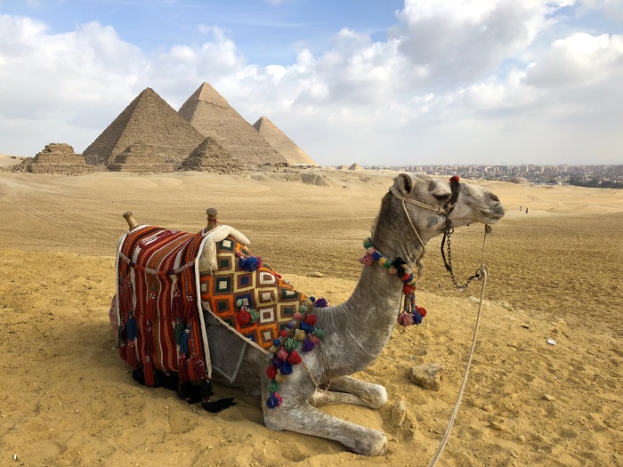 Camel ride through the desert near the Giza Pyramids