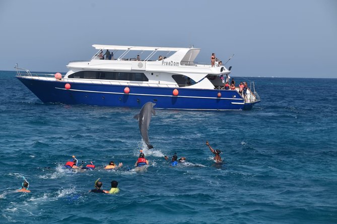 Snorkelers observing a wild dolphin in Hurghada's Red Sea