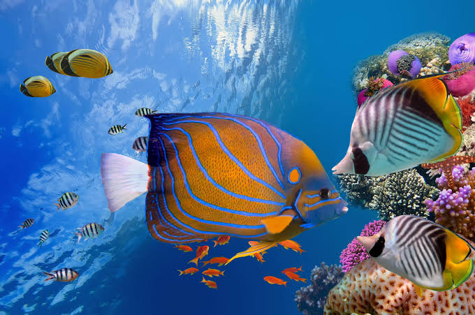 Colorful coral and tropical fish beside a Red Sea semi-submarine