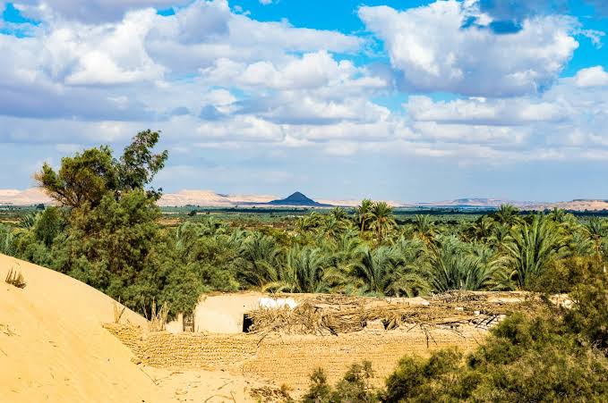 Bahariya Oasis palm groves