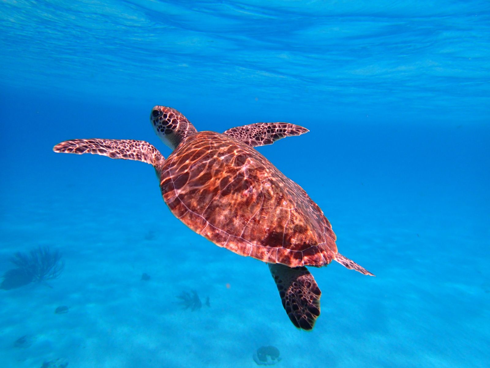 Sea turtle swimming through clear blue Red Sea water