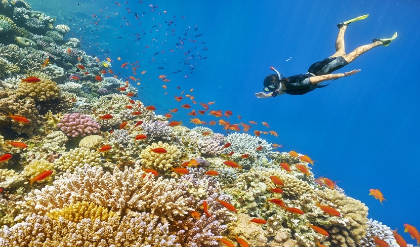 Snorkeler above coral reefs at Ras Mohammed National Park
