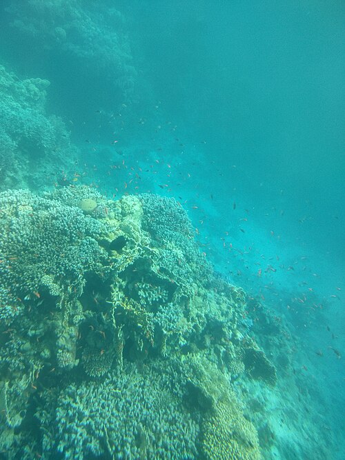 Colourful coral formations beneath the Egyptian Red Sea