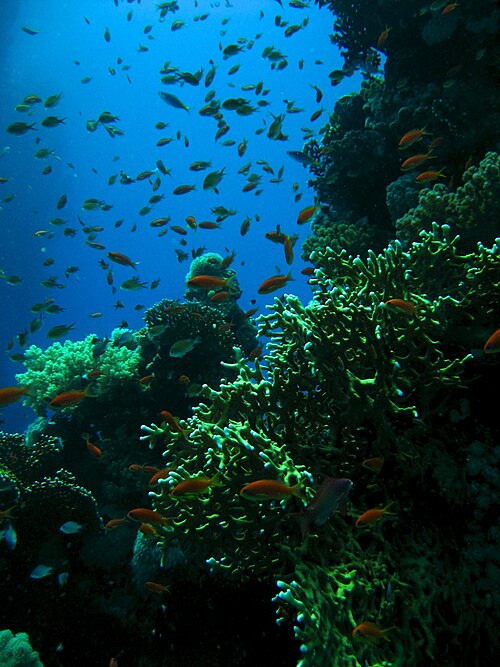 Colourful coral reef and tropical fish near Marsa Alam