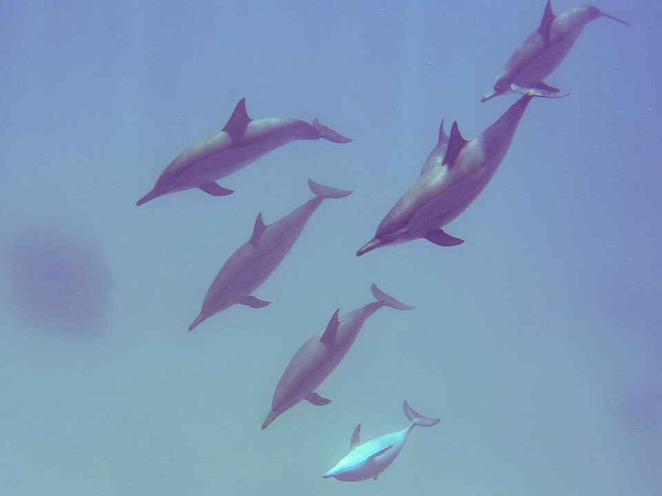 Spinner dolphins swimming freely in the Egyptian Red Sea