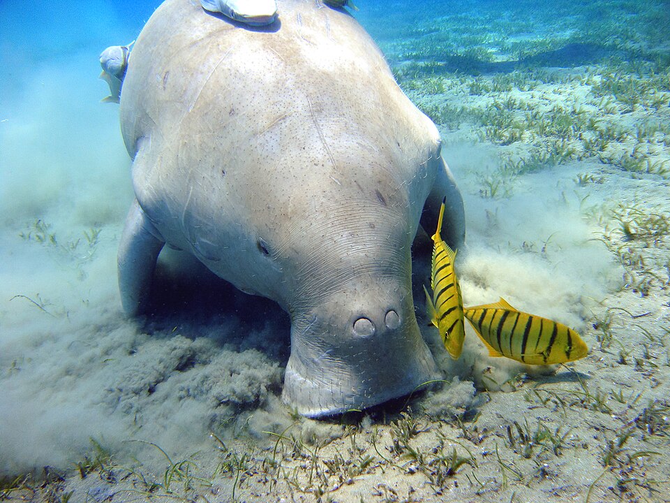 A wild dugong photographed near Marsa Alam