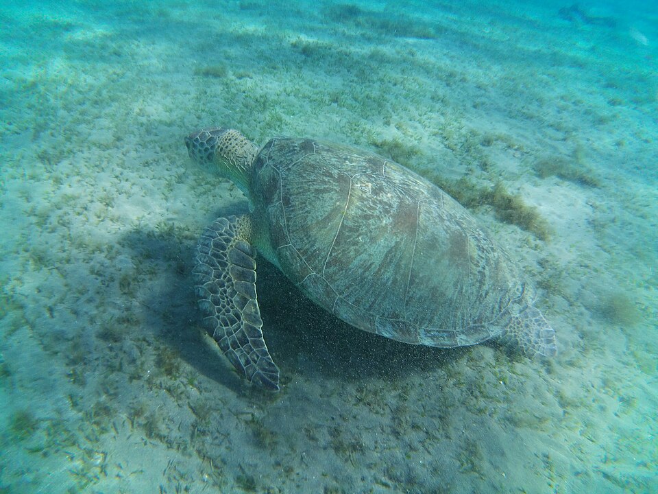 Green sea turtle swimming at Abu Dabbab Bay in Marsa Alam