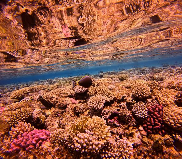 Colourful reef and marine scenery in the Red Sea